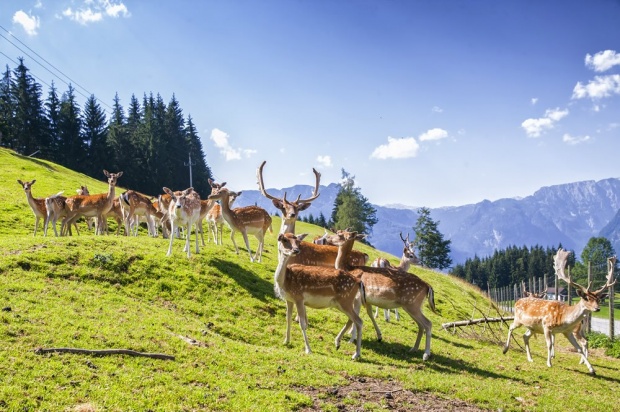 Damwild auf der Weide (© Urlaub am Bauernhof)