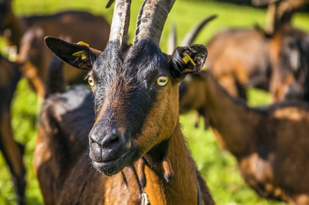Ziege am Bio-Bauernhof Bachrain (© Urlaub am Bauernhof)