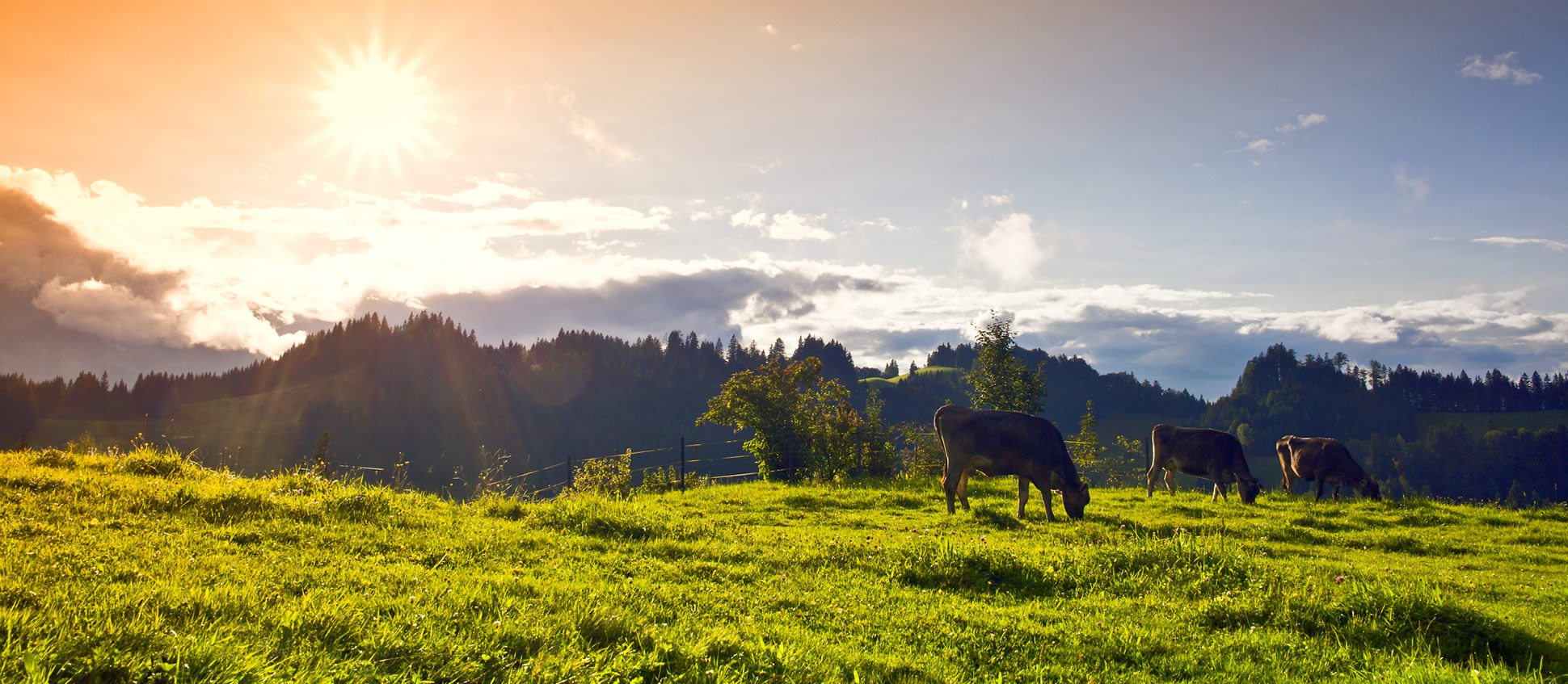 Glückliche Kühe am Bio-Bauernhof Bachrain